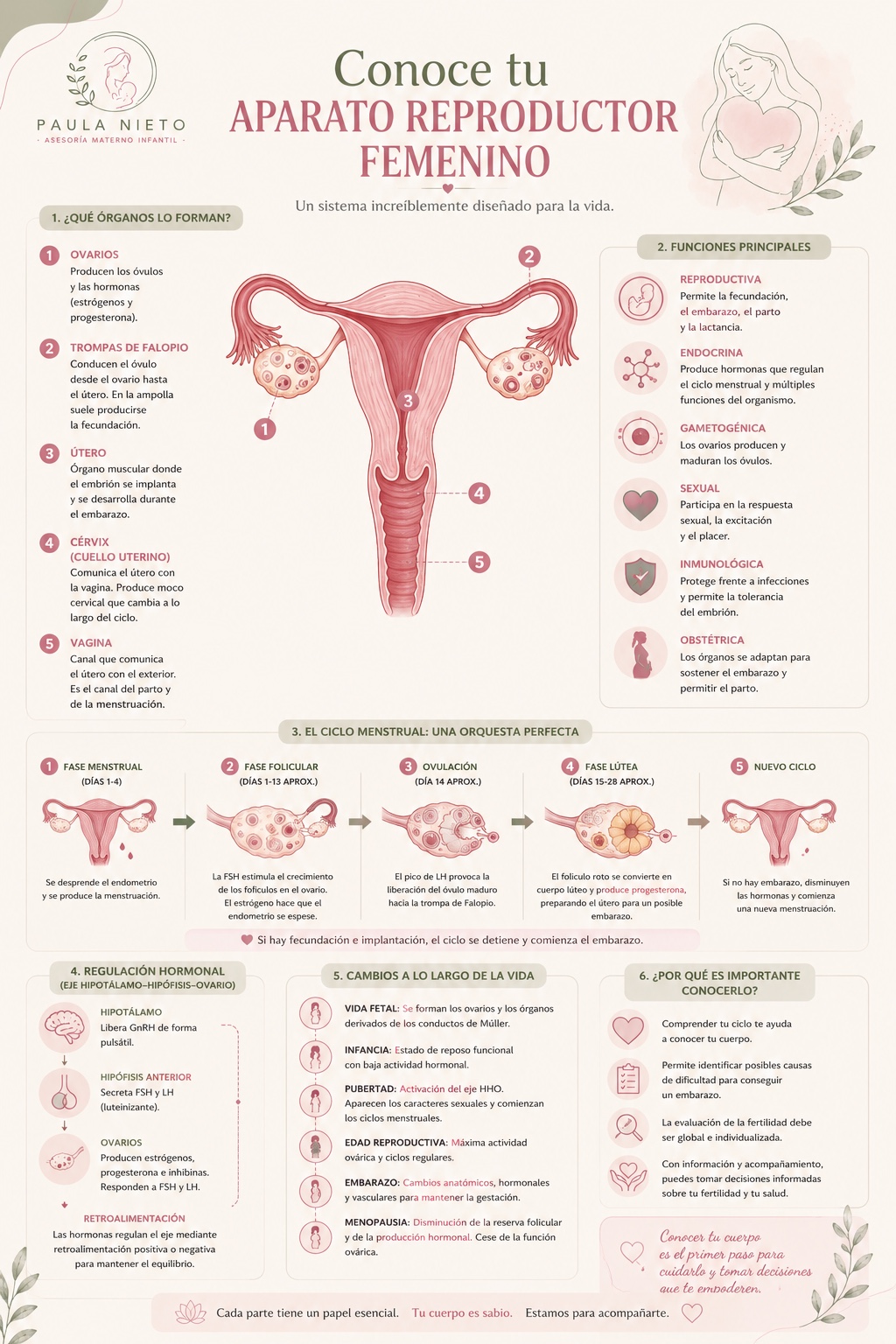 Infografía del aparato reproductor femenino